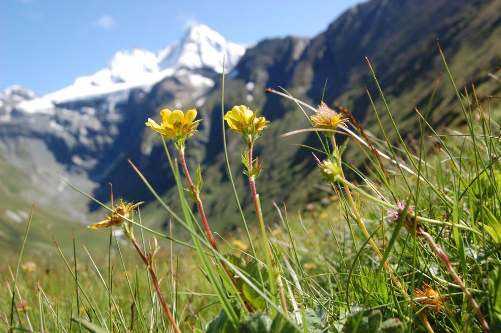 Ferienhaus Islitzer Hollersbach im Pinzgau Ngoại thất bức ảnh